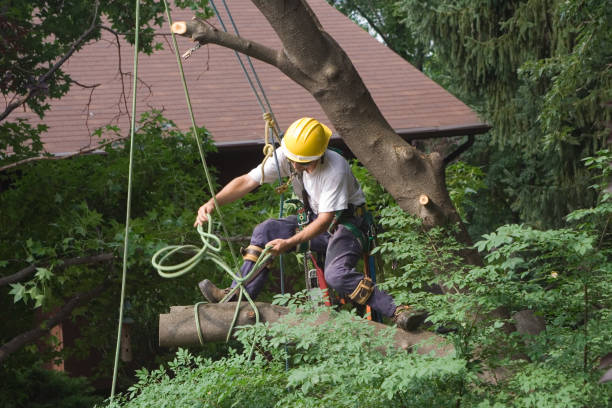 Best Leaf Removal  in Pelion, SC